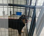 Small German Shepherd Dog