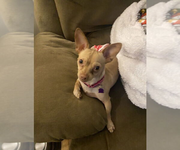 Medium Photo #5 Chihuahua Puppy For Sale in Mundelein, IL, USA