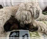 Small Photo #4 Soft Coated Wheaten Terrier Puppy For Sale in ELLENSBURG, WA, USA