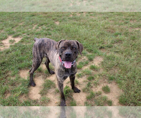 Medium Photo #3 Mutt Puppy For Sale in Chestertown, MD, USA