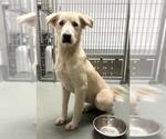 Small #1 Golden Pyrenees