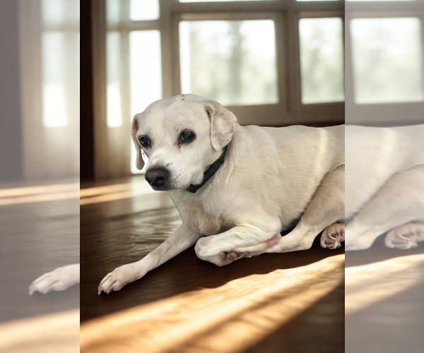 Medium Photo #1 Labbe Puppy For Sale in San Diego, CA, USA