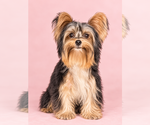 Sami - Female Yorkshire Terrier Puppy for Sale - Small photo