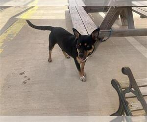 American Staffordshire Terrier Dogs for adoption in San Antonio, TX, USA