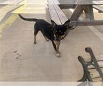 Small American Staffordshire Terrier