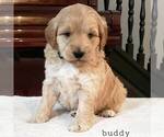 Small Photo #5 Labradoodle-Poodle (Miniature) Mix Puppy For Sale in LEBANON, PA, USA