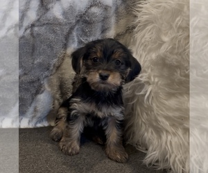 Yorkshire Terrier Puppy for Sale in MOUNT CARMEL, Pennsylvania USA