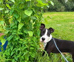 Small #1 Mutt