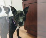 Small #2 American Pit Bull Terrier Mix