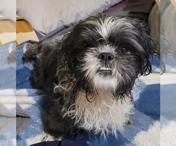 Medium Photo #1 Shih Tzu Puppy For Sale in Brights Grove, Ontario, Canada