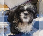 Small Shih Tzu