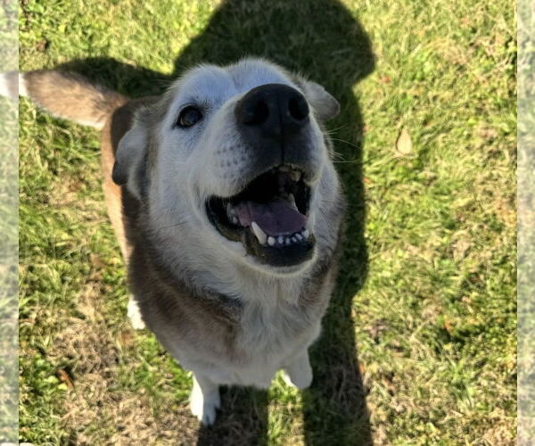 Medium Photo #1 Siberian Husky-Unknown Mix Puppy For Sale in Houston, TX, USA