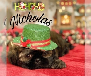 Shih Tzu Puppy for sale in SUGAR HILL, GA, USA