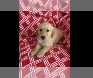 Golden Retriever Puppy for sale in CLEVELAND, NC, USA