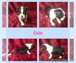 Puppy Puppy 6 Evie Boston Terrier