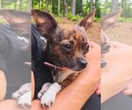 Small Photo #1 Chiranian Puppy For Sale in CAMDEN, SC, USA
