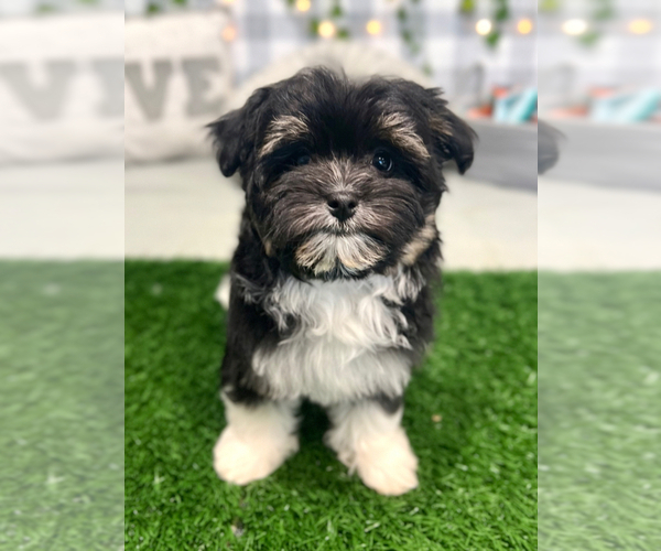 Medium Photo #1 Havanese Puppy For Sale in MARIETTA, GA, USA