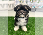 Small Photo #1 Havanese Puppy For Sale in MARIETTA, GA, USA