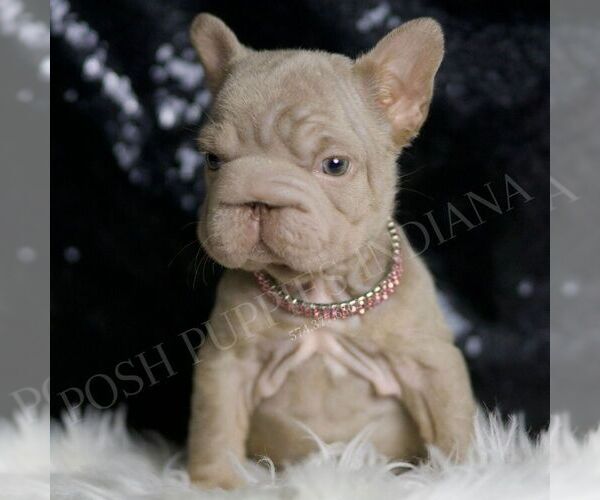 Medium Photo #4 French Bulldog Puppy For Sale in WARSAW, IN, USA