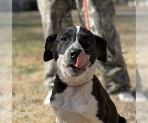 Labrador Retriever-Unknown Mix Dogs for adoption in Yardley, PA, USA
