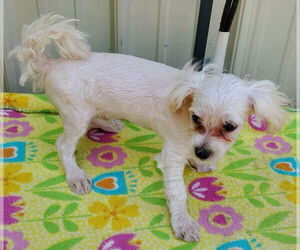 Maltese Dogs for adoption in Mountain View, MO, USA