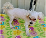 Small Maltese
