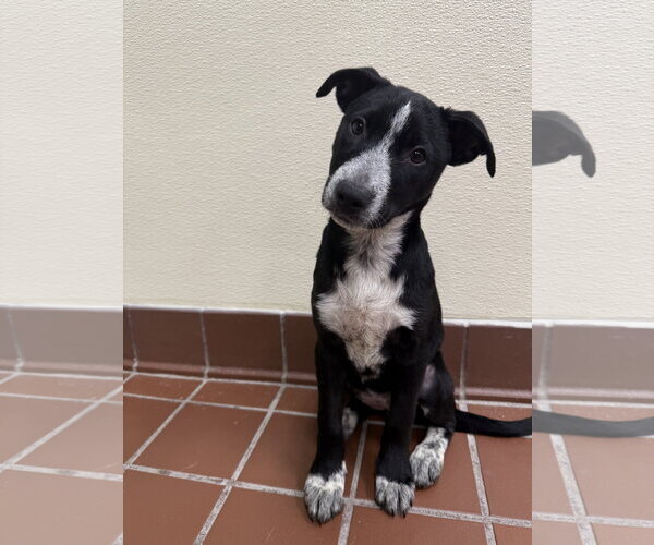 Medium Photo #3 Lab-Pointer Puppy For Sale in Jefferson, NJ, USA