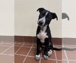 Small #2 Lab-Pointer
