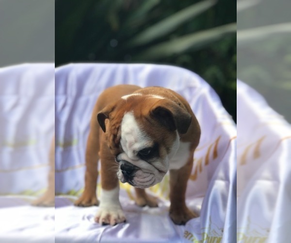 Medium Photo #5 Bulldog Puppy For Sale in ORLANDO, FL, USA