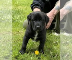 Small Labrador Retriever Mix