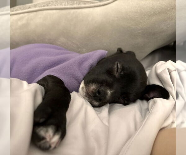 Medium Photo #2 Boston Terrier Puppy For Sale in GILBERTS, IL, USA