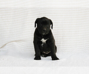 Boxador Puppy for sale in SHILOH, OH, USA