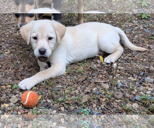 Sky - Female Labrador Retriever-Unknown Mix Dog for Adoption - Photo #3