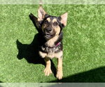 Small German Shepherd Dog Mix