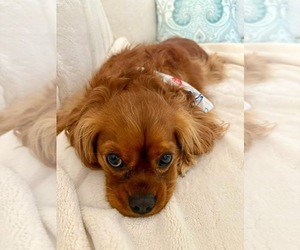 Father of the Cavalier King Charles Spaniel puppies born on 07/04/2026