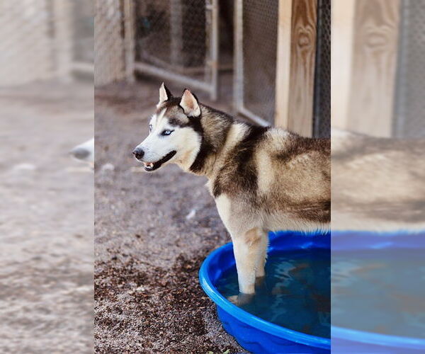 Medium Photo #3 Huskies -Unknown Mix Puppy For Sale in Webster, WI, USA