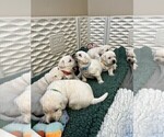 Small Photo #26 Labrador Retriever Puppy For Sale in GLENDALE, CA, USA