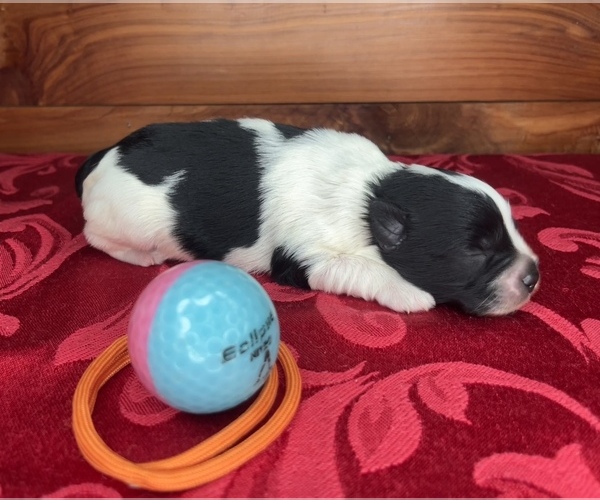 Medium Photo #11 Schnauzer (Miniature) Puppy For Sale in BIG CABIN, OK, USA
