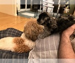 Small #4 Poochon