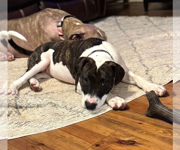 Medium Photo #11 American Pit Bull Terrier Puppy For Sale in Claremore, OK, USA