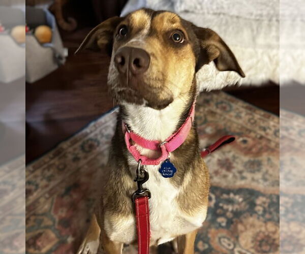 Medium Photo #16 German Shepherd Dog-Great Dane Mix Puppy For Sale in Fargo, ND, USA