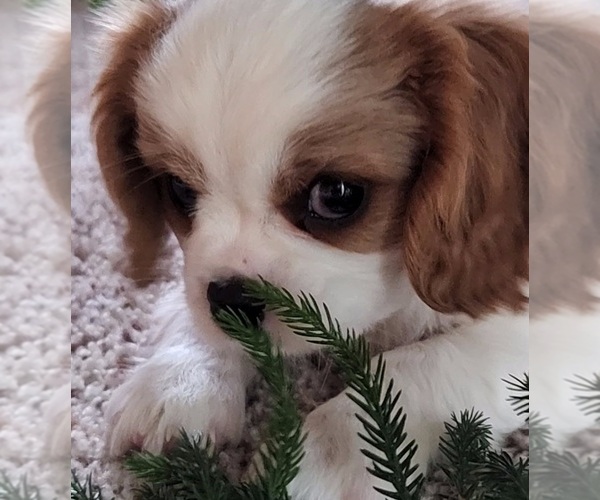 Medium Photo #4 Cavalier King Charles Spaniel Puppy For Sale in DOON, IA, USA