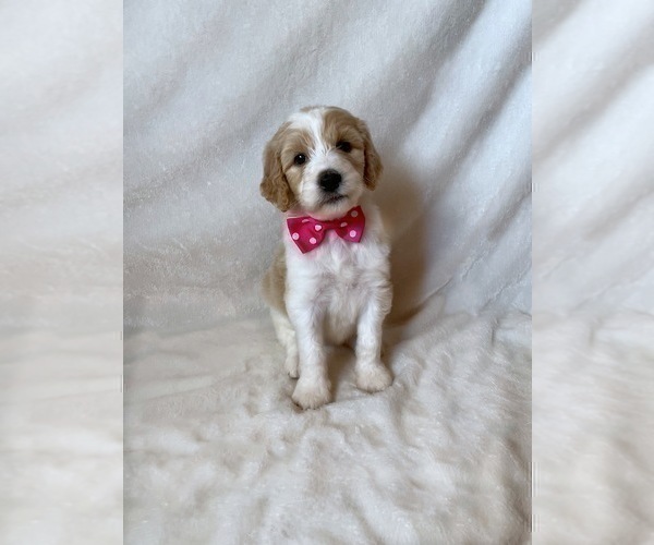 Medium Photo #2 Goldendoodle Puppy For Sale in CHESNEE, SC, USA