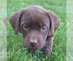 Puppy Puppy 3 Labrador Retriever