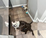 Small #1 French Bulldog