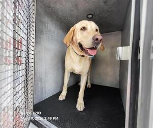 Labrador Retriever Dogs for adoption in San Antonio, TX, USA