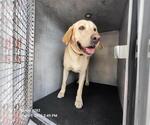 Small Labrador Retriever