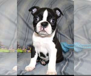 Boston Terrier Puppy for Sale in BROOKSVILLE, Florida USA