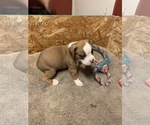 Small Photo #6 Boxer Puppy For Sale in BAKERSFIELD, CA, USA