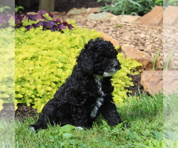 Medium Photo #2 Poodle (Toy) Puppy For Sale in NORTH EAST, MD, USA